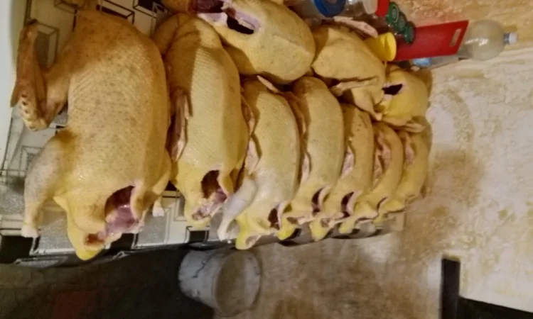 Качки домашні продам - фото № 4