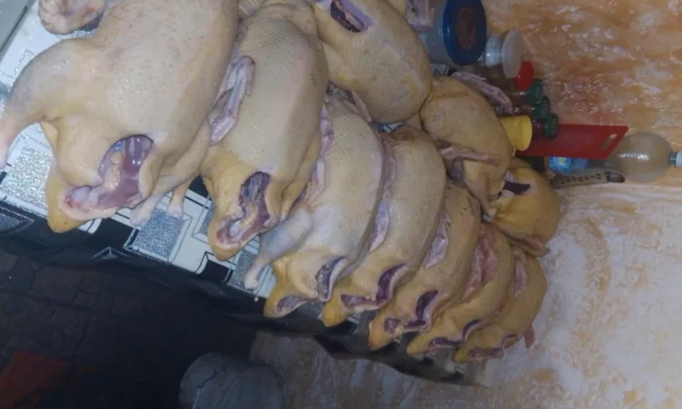 Качки домашні продам - фото № 5