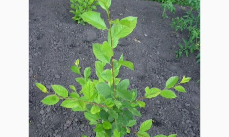 Подвой Евріка для летнего окулирования - фото № 1