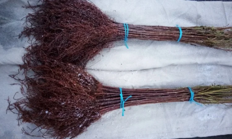 Подвой Евріка для летнего окулирования - фото № 2