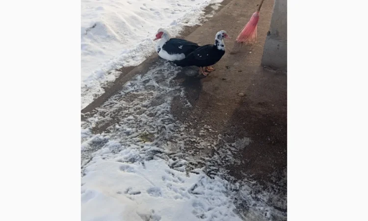 Продам качки шипуни - фото № 1