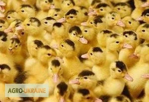 Качка мулард - фото № 1