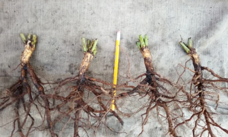 Саженцы шипшины Лакса диаметром 20-30 мм - фото № 1