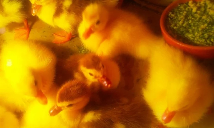 Мускусные утята - фото № 1