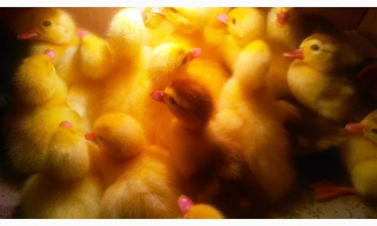 Мускусные утята - фото № 2