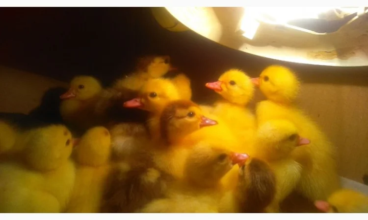 Мускусные утята - фото № 3