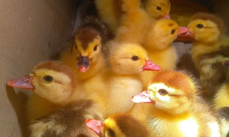 Мускусные утята - фото № 4