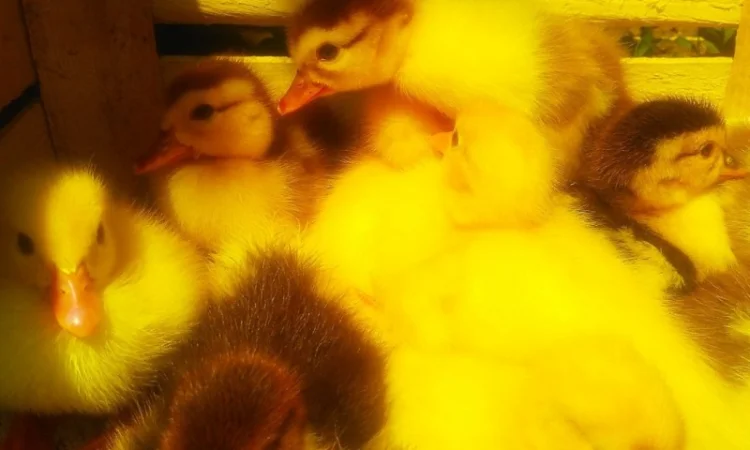 Мускусные утята - фото № 5