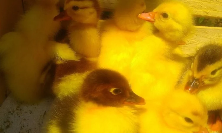 Мускусные утята - фото № 6