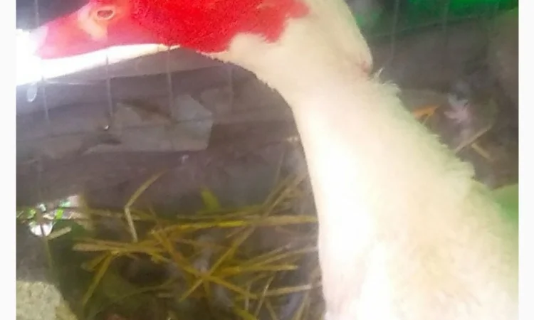 Мускусные утята - фото № 7