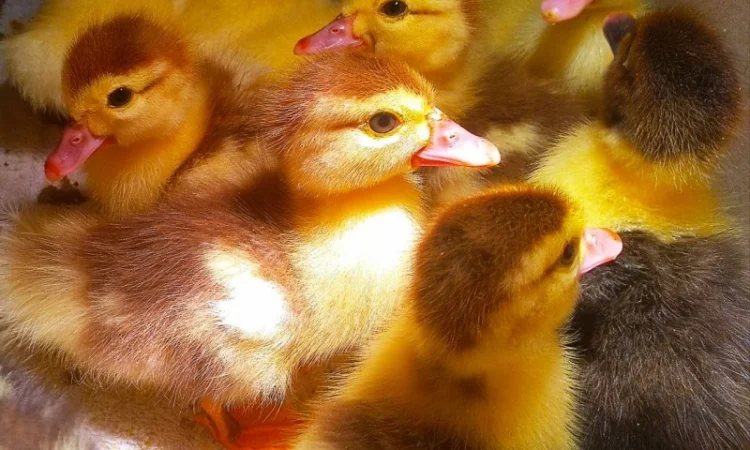 Мускусные утята - фото № 8