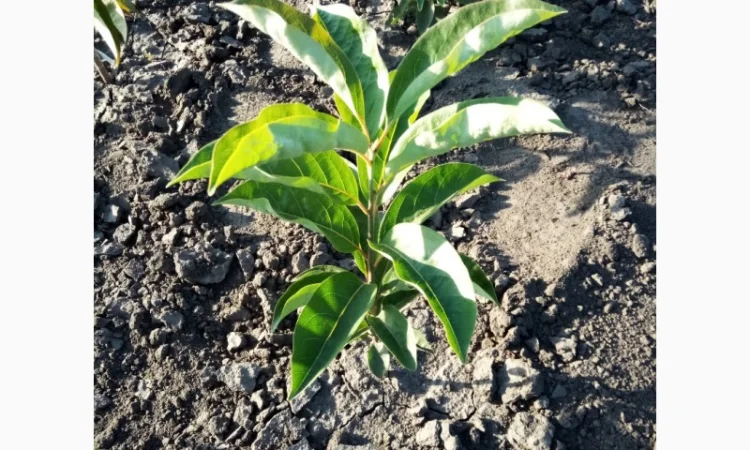 Саженцы хурмы віргінської на продажу - фото № 1