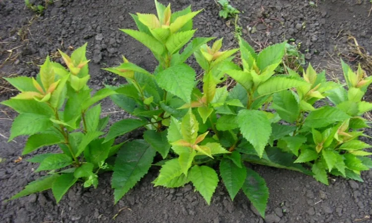 Подвой для черешни и вишни Колт в продаже - фото № 1