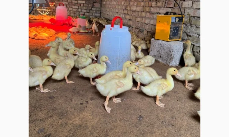 Продам утят сорт Чери Вели 3 недели - фото № 1