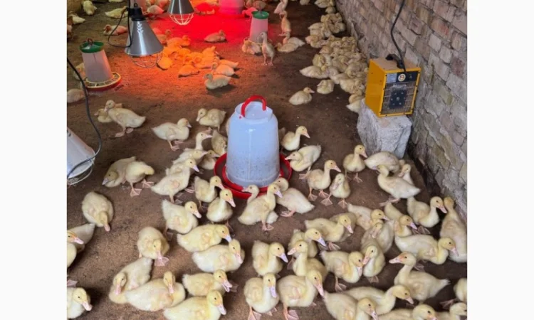 Продам утят сорт Чери Вели 3 недели - фото № 2