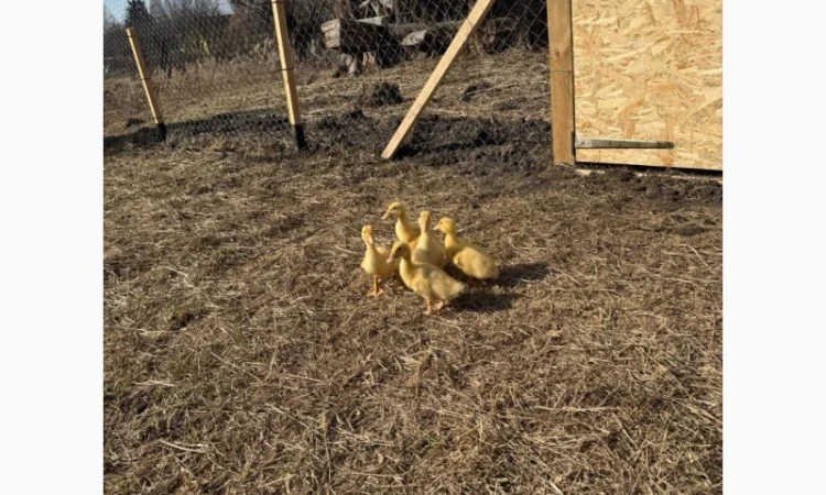 Продам утят сорт Чери Вели 3 недели - фото № 3