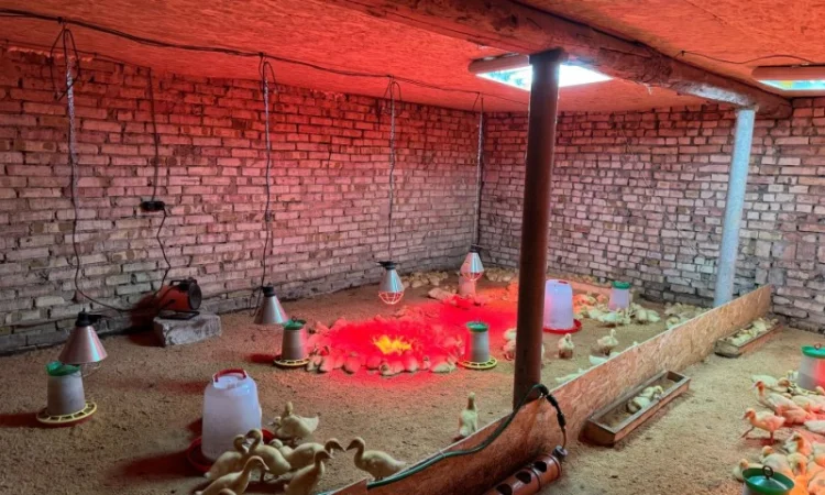 Продам утят сорт Чери Вели 3 недели - фото № 4