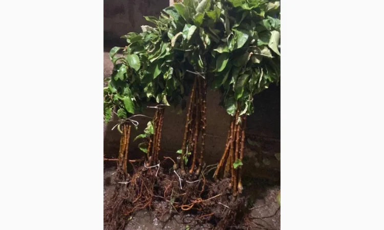 Саженцы плодовых и декоративных деревьев в наличии - фото № 1