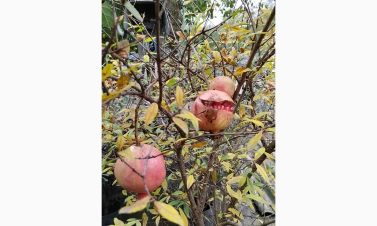 Саженцы плодовых и декоративных деревьев в наличии - фото № 2