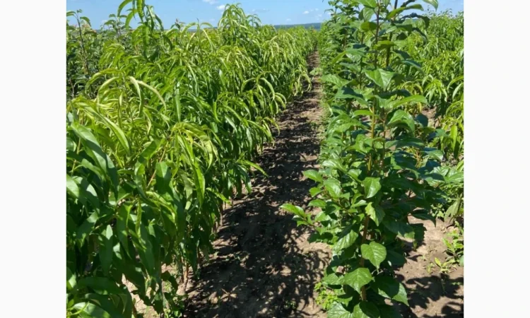 Саженцы плодовых и декоративных деревьев в наличии - фото № 3