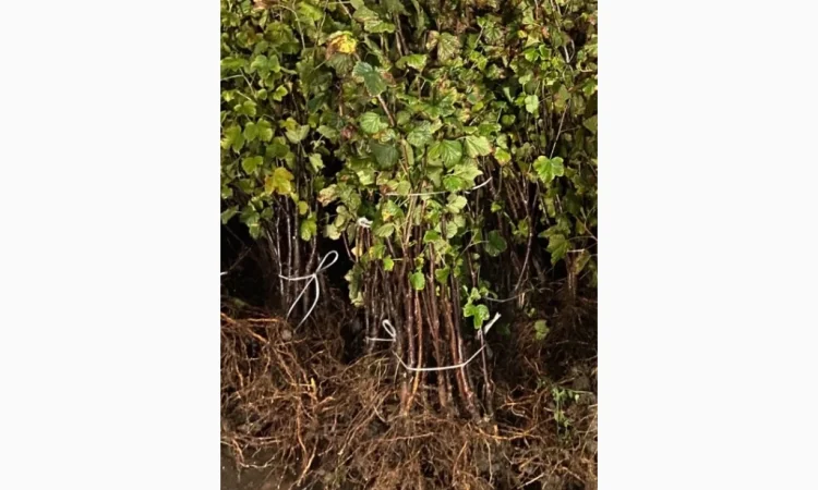 Саженцы плодовых и декоративных деревьев в наличии - фото № 4