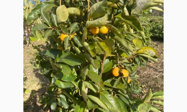 Саженцы плодовых и декоративных деревьев в наличии - фото № 5