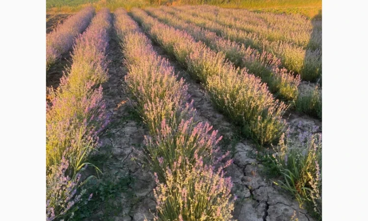 Саженцы плодовых и декоративных деревьев в наличии - фото № 6