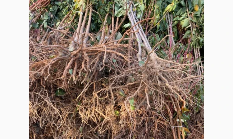 Саженцы плодовых и декоративных деревьев в наличии - фото № 7