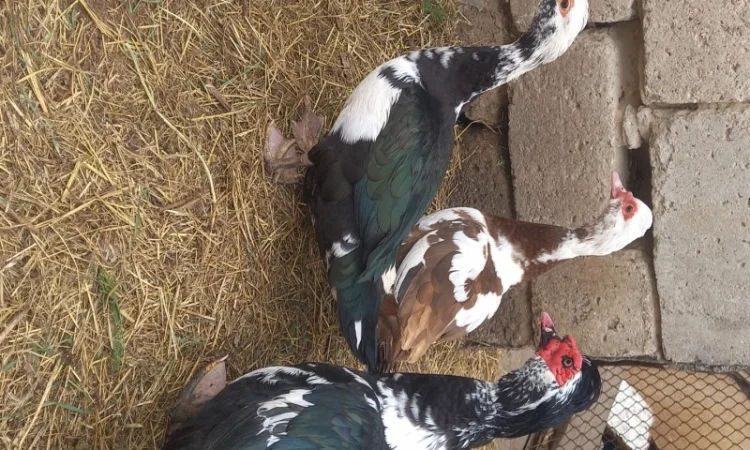 Индо утки - фото № 1