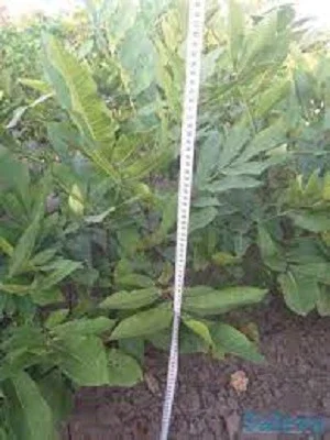 Щепленые саженцы ореха пекан и черенки для прививки - фото № 1