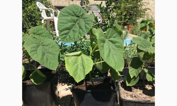 Павлония с закрытой корневой системой, саженцы 2022 года - фото № 1