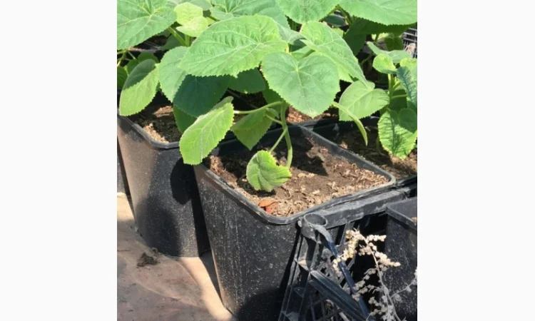 Павлония с закрытой корневой системой, саженцы 2022 года - фото № 2