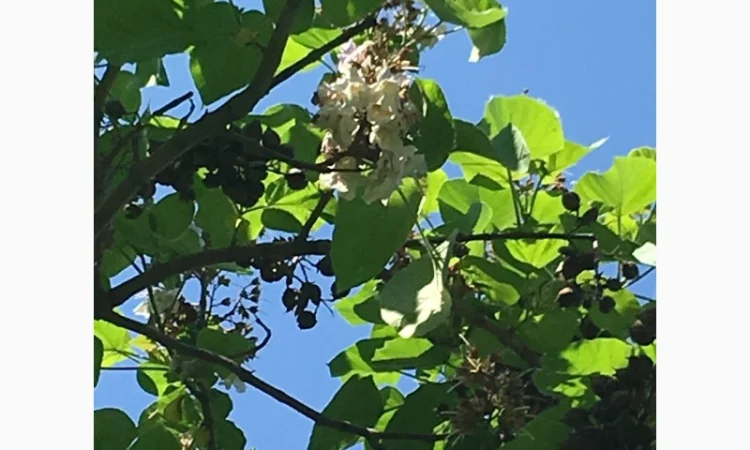 Павлония с закрытой корневой системой, саженцы 2022 года - фото № 3