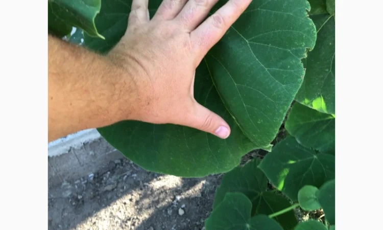 Павлония с закрытой корневой системой, саженцы 2022 года - фото № 4