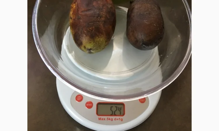 Азимина (банановое дерево) с подарком семян - фото № 1