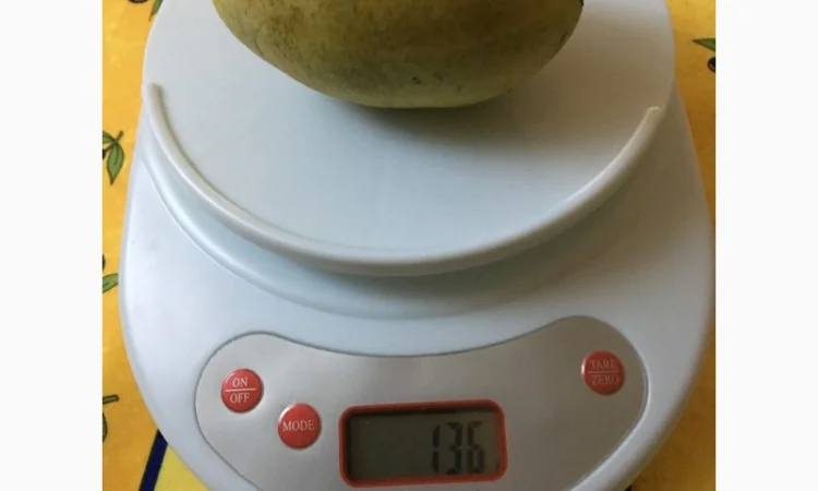 Азимина (банановое дерево) с подарком семян - фото № 2