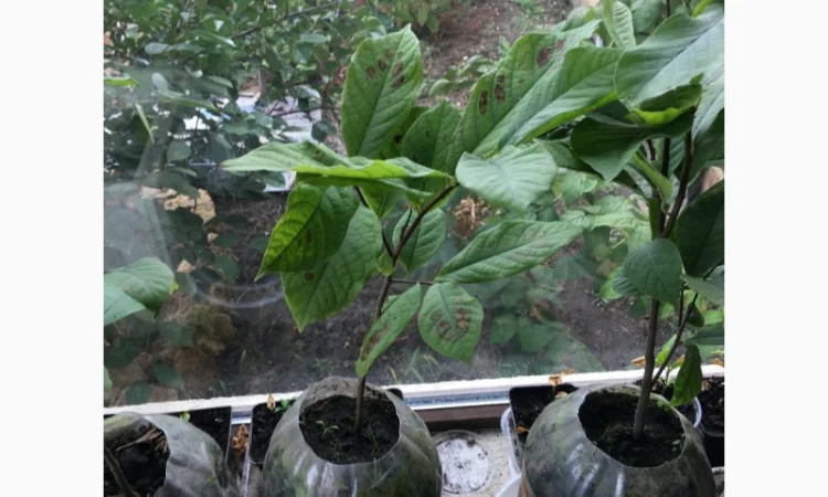 Азимина (банановое дерево) с подарком семян - фото № 3