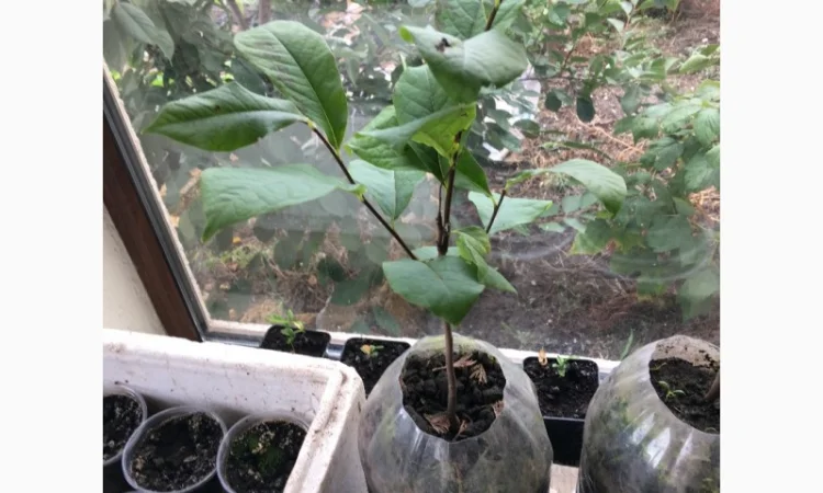 Азимина (банановое дерево) с подарком семян - фото № 4