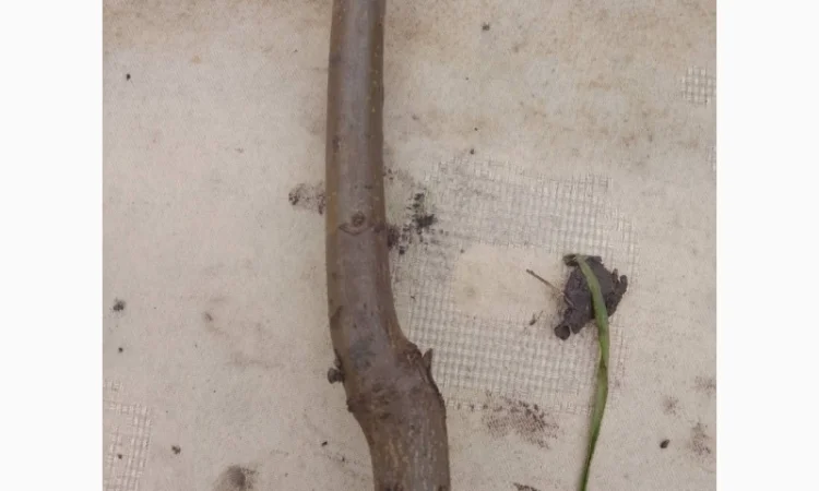 Саженцы грецкого ореха сорта Гроздон высотой 120-140 см - фото № 2