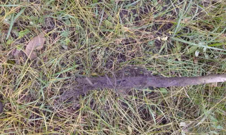 Саджанці горіха пекан сорту Вішита, висота 120-140 см - фото № 1