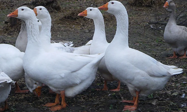 Гуси велика серая украинская и датский легарт - фото № 1