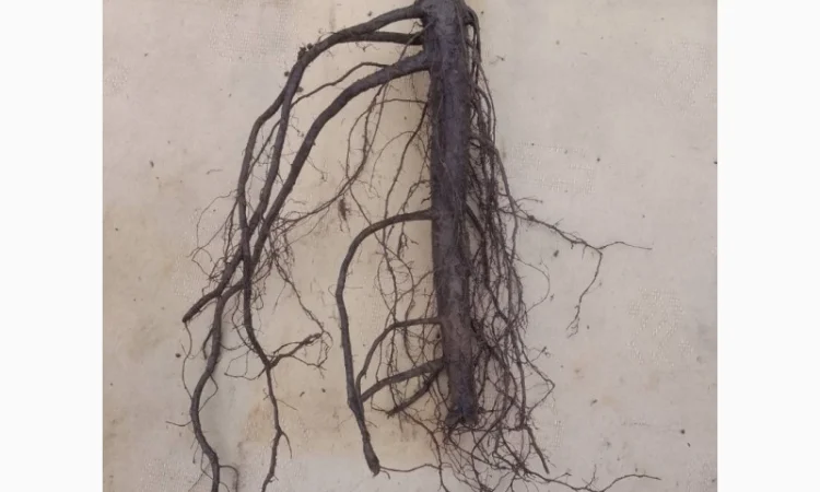 Саженцы грецкого ореха сорта Шивани высотой 120-140 см - фото № 2