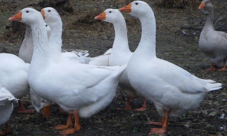 Гуси Линда оптом от 100 штук - фото № 1