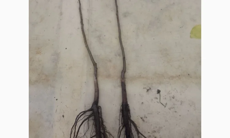 Саджанці горіха пекан сорту Кіова (висота 120-140 см) - фото № 2