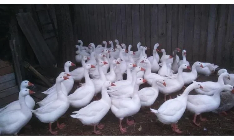 Продаются гуси живым весом - фото № 1