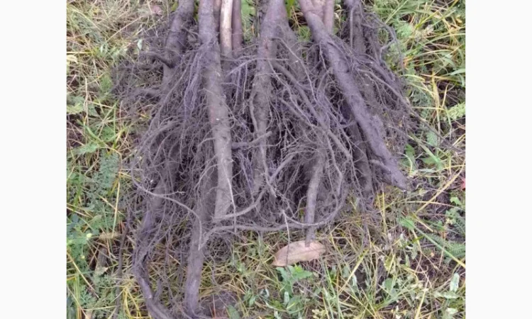 Саджанці горіха пекан сорту Канза (висота 120-140 см.) - фото № 2