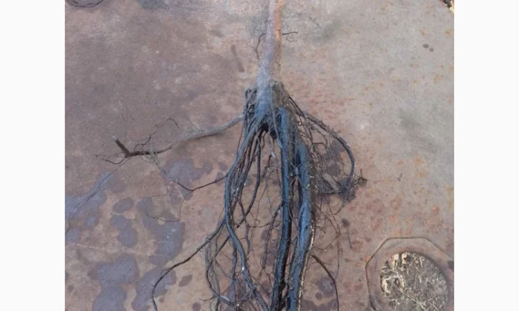 Саджанці горіха пекан сорту Канза (висота 120-140 см.) - фото № 1