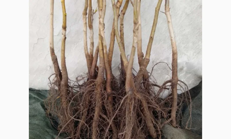 Саженцы ореха пекан сорта Кадо (высота 120-140 см) - фото № 2