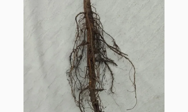 Саженцы ореха пекан сорта Кадо (высота 120-140 см) - фото № 1