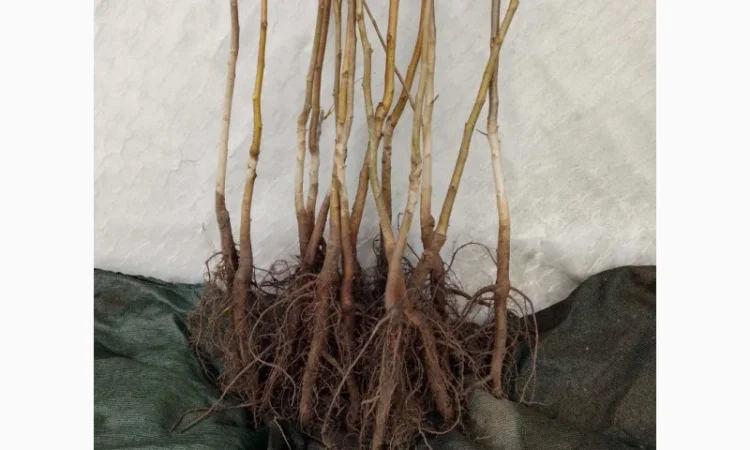 Саженцы грецкого ореха сорта Грин Ривер (высота 120-140 см) - фото № 1